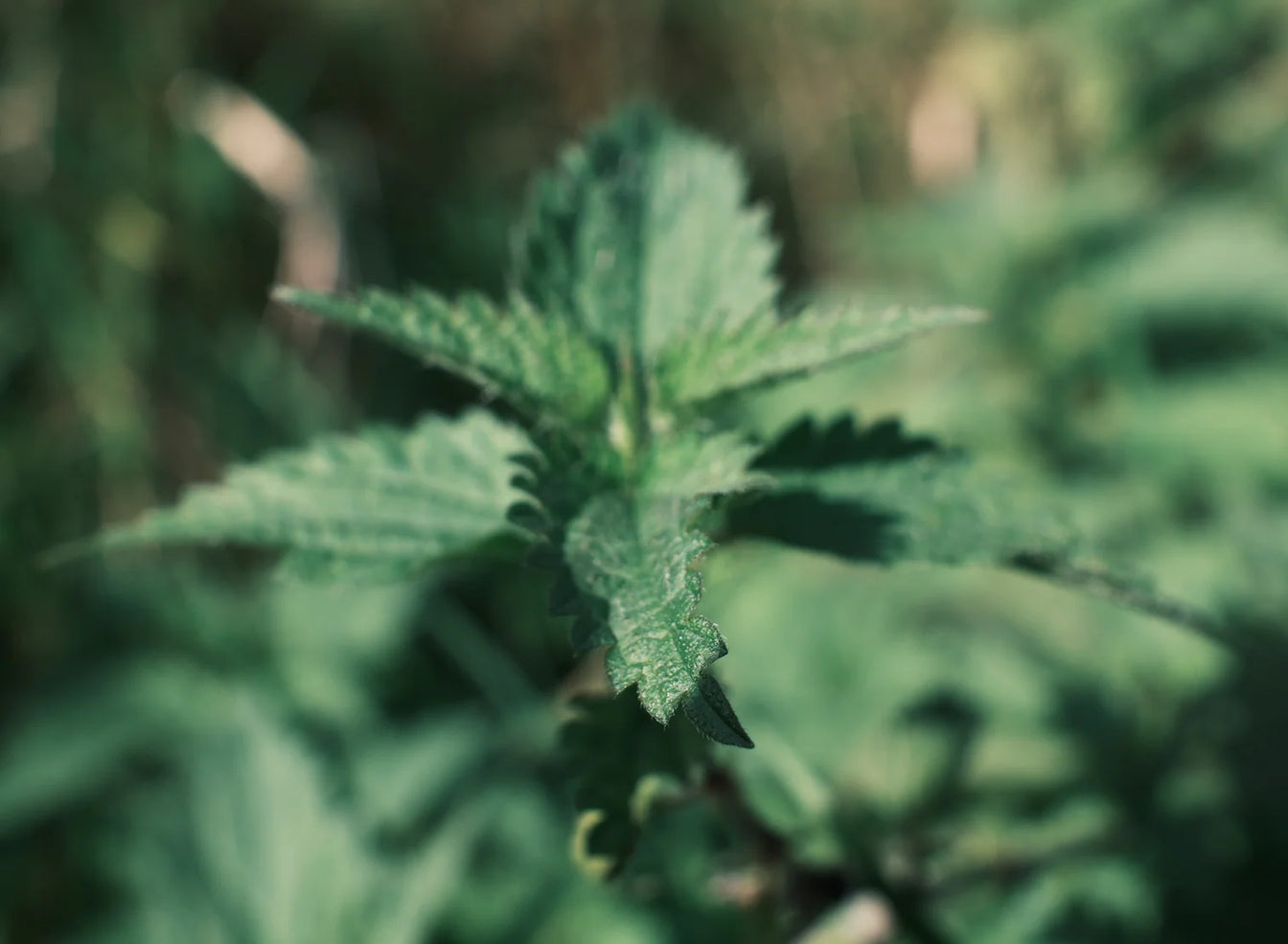 Rich Repair Hair Shampoo