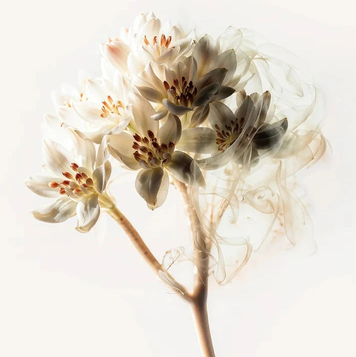 Eau de Parfum – Tubereuse